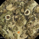 Phaeophyscia rubropulchra