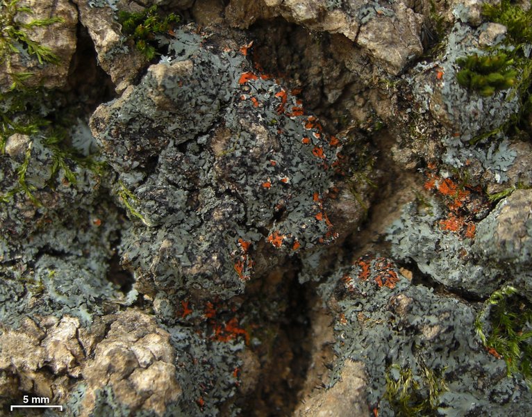 Phaeophyscia rubropulchra