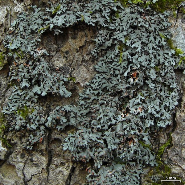 Phaeophyscia rubropulchra