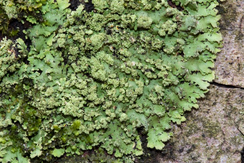 Phaeophyscia rubropulchra