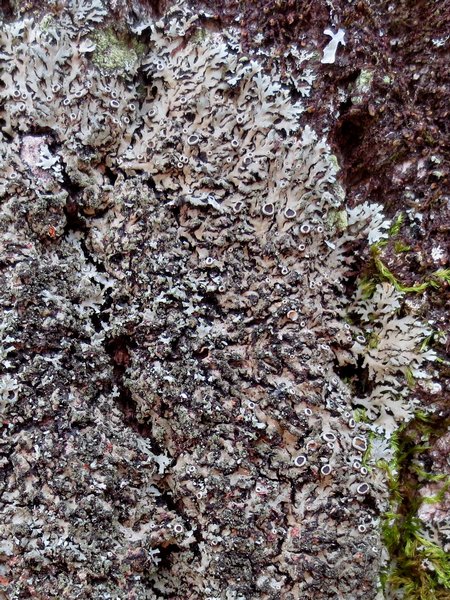 Phaeophyscia rubropulchra