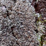 Phaeophyscia rubropulchra