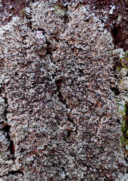 Phaeophyscia rubropulchra