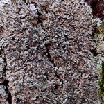 Phaeophyscia rubropulchra