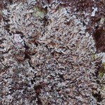 Phaeophyscia rubropulchra