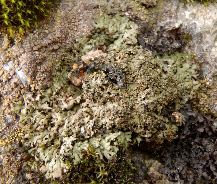 Phaeophyscia sciastra