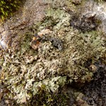 Phaeophyscia sciastra