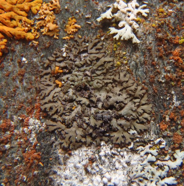 Phaeophyscia sciastra