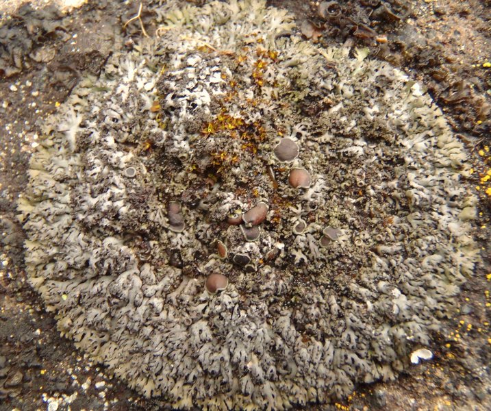 Phaeophyscia sciastra