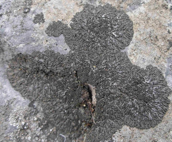Phaeophyscia sciastra