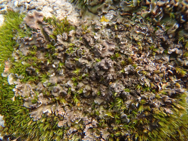 Phaeophyscia sciastra