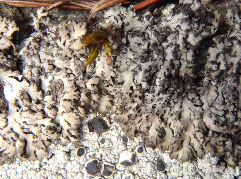 Phaeophyscia sciastra