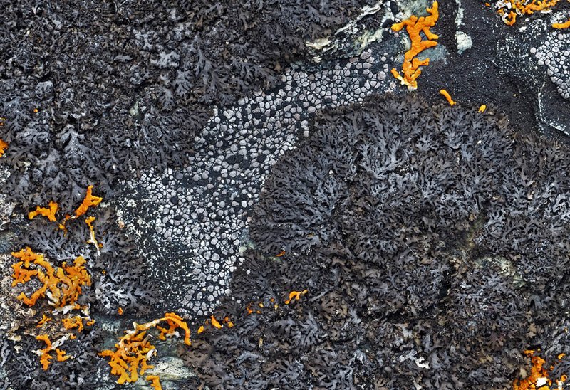 Phaeophyscia sciastra