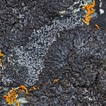 Phaeophyscia sciastra