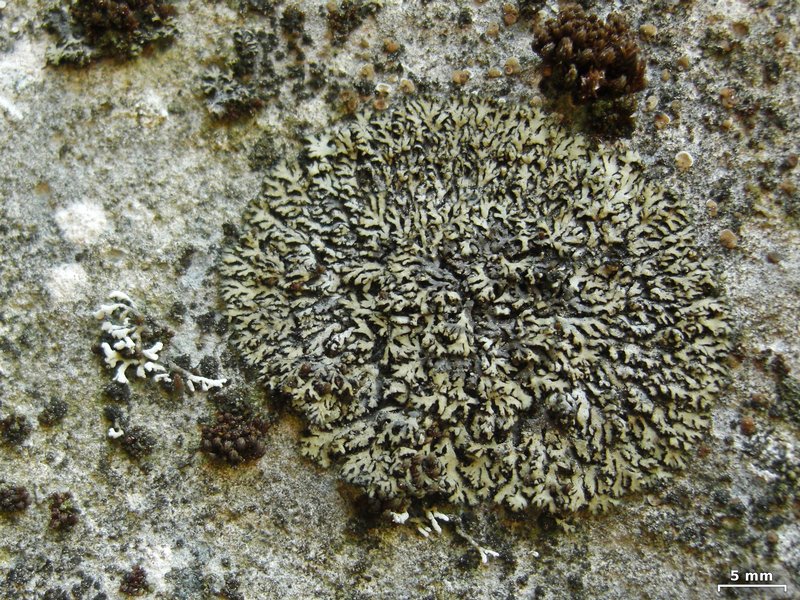Phaeophyscia sciastra
