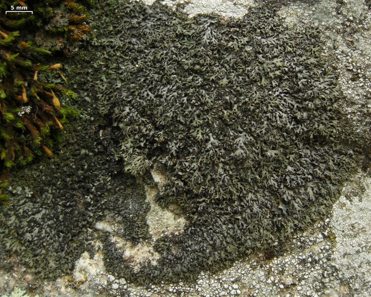 Phaeophyscia sciastra