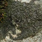 Phaeophyscia sciastra