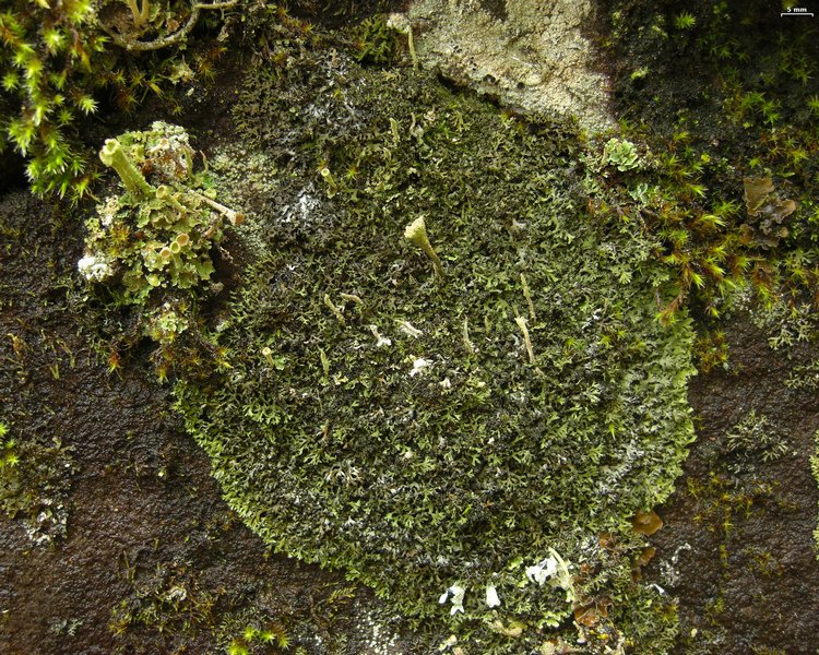 Phaeophyscia sciastra