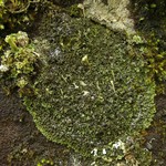 Phaeophyscia sciastra