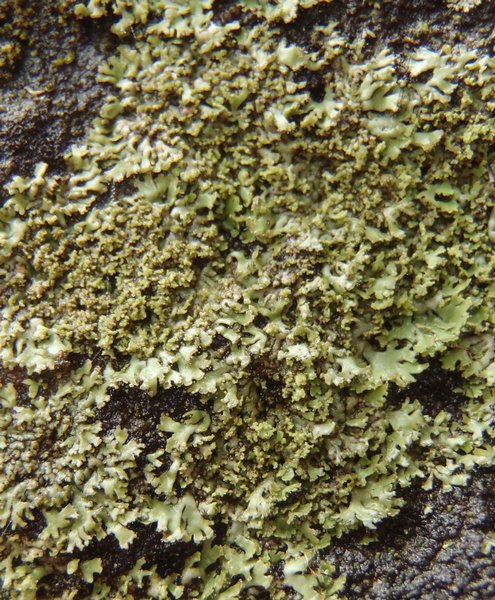 Phaeophyscia sciastra