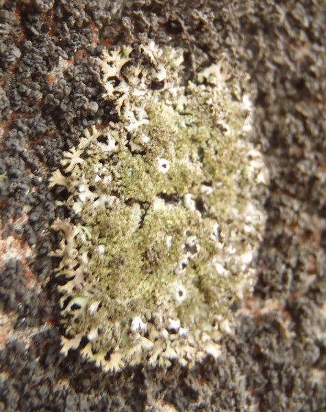 Phaeophyscia sciastra