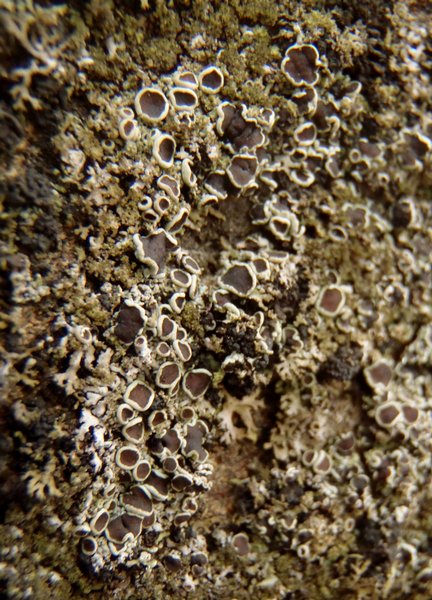 Phaeophyscia sciastra