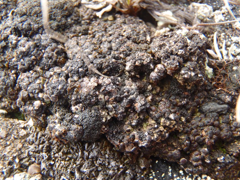 Phaeorrhiza nimbosa