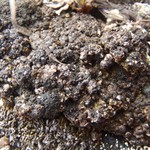 Phaeorrhiza nimbosa