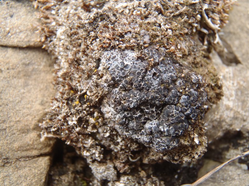 Phaeorrhiza nimbosa