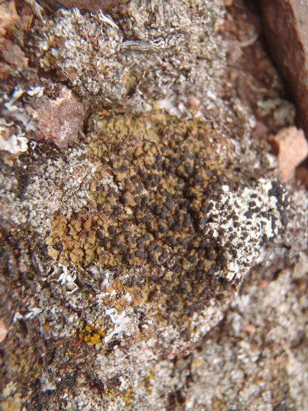 Phaeorrhiza nimbosa