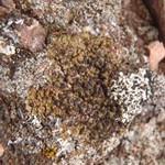 Phaeorrhiza nimbosa