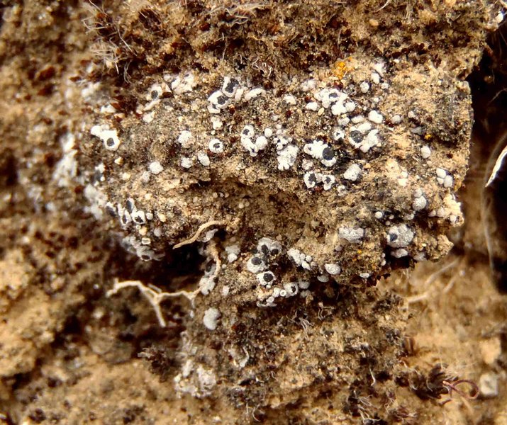 Phaeorrhiza sareptana