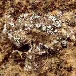 Phaeorrhiza sareptana