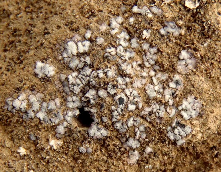 Phaeorrhiza sareptana