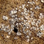Phaeorrhiza sareptana
