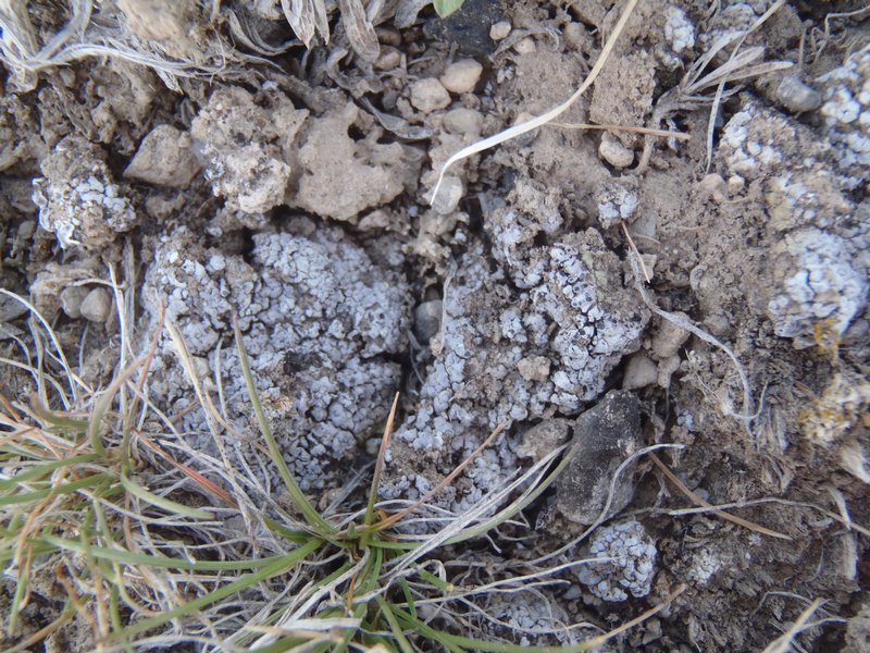 Phaeorrhiza sareptana