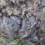 Phaeorrhiza sareptana