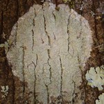 Phlyctis argena