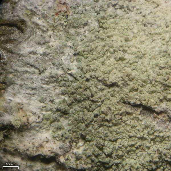 Phlyctis argena