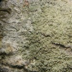 Phlyctis argena