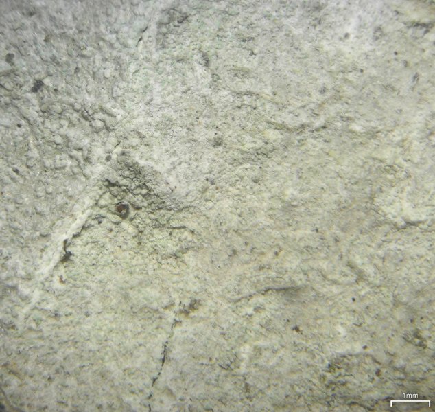 Phlyctis argena