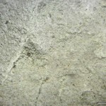 Phlyctis argena