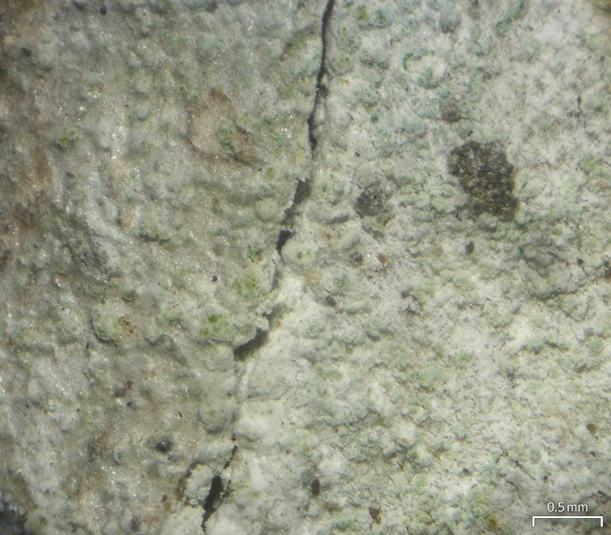 Phlyctis argena