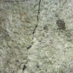 Phlyctis argena