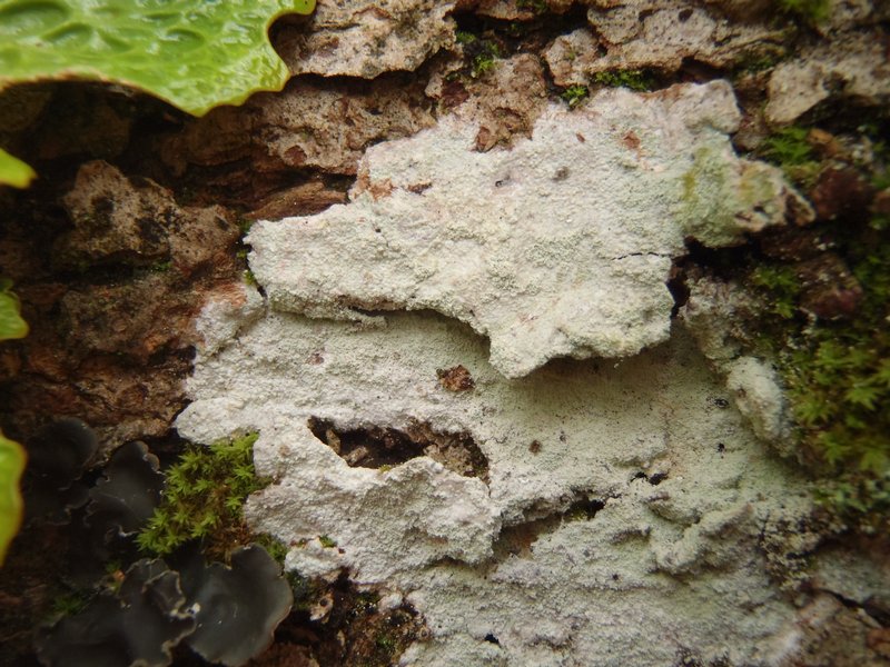 Phlyctis argena