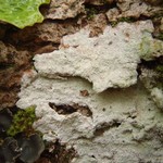 Phlyctis argena