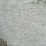 Phlyctis boliviensis