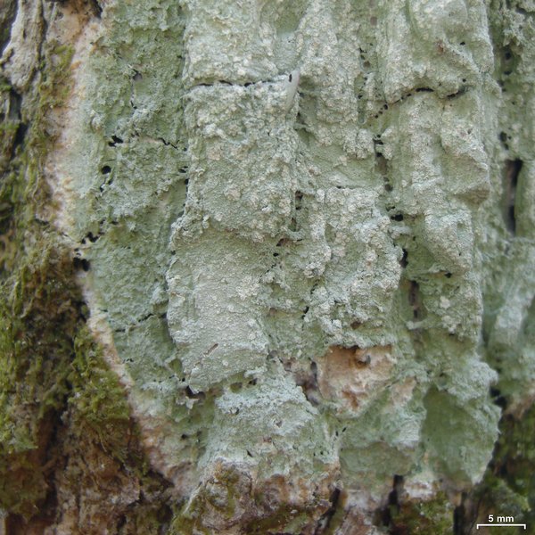 Phlyctis boliviensis