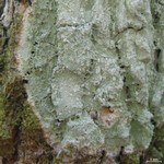 Phlyctis boliviensis