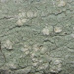 Phlyctis boliviensis
